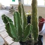 Stapelia gigantea List