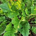 Gerbera jamesonii Leaf