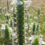 Bellardia trixago Flower