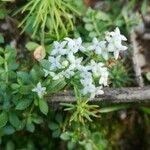 Galium saxatile花