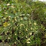 Asparagus umbellatus Other