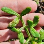 Apium prostratum Leaf