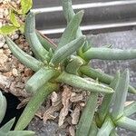 Cylindrophyllum tugwelliae Yaprak