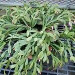 Schlumbergera bridgesii Hàbitat
