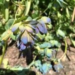 Cerinthe majorLorea