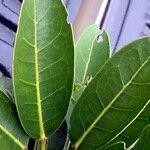 Acropogon schistophilus Leaf