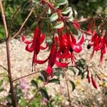 Fuchsia regia 花