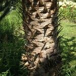 Araucaria araucana Bark