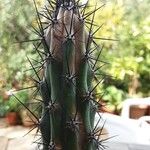 Cereus aethiops Other