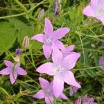 Campanula patula Flower