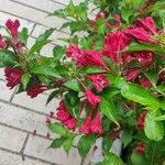 Weigela floridaЦветок