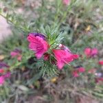 Echium creticum Flower