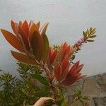 Melaleuca rugulosa 花