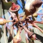 Eucalyptus camaldulensis Φρούτο