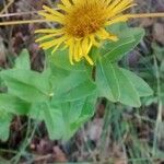 Inula montana Leaf