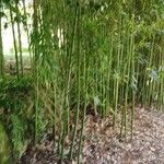 Phyllostachys aureosulcata Kůra