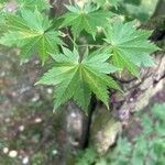 Acer shirasawanum Folha