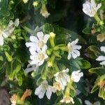 Cuphea hyssopifolia 花