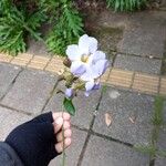 Thunbergia laurifolia Λουλούδι