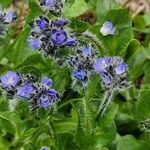 Veronica alpina Flower