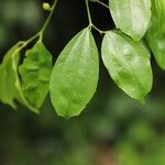 Celtis prantlii Hoja