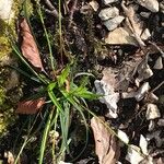 Carex digitata Blatt