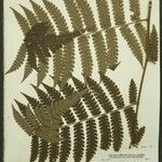 Cyathea surinamensis Лист