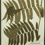 Cyathea surinamensis 叶