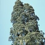 Fitzroya cupressoides Yeri