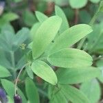 Lathyrus linifolius Hoja