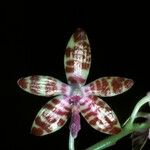 Phalaenopsis mariae Kvet