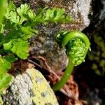 Cryptogramma crispa Blatt