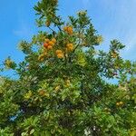 Arbutus unedoFruit