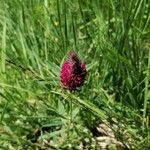 Trifolium rubens Blomst