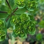 Euphorbia helioscopiaᱥᱟᱠᱟᱢ