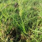 Habenaria humilior Hábito