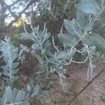 Acacia podalyriifolia Blüte