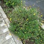 Euryops chrysanthemoides Vivejo