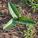 Ledebouria kirkii Folha