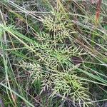 Peucedanum palustre Feuille