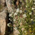 Pseudognaphalium californicum Flower