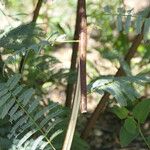Elephantorrhiza suffruticosa