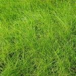 Eleocharis acicularis Hoja