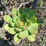 Aeonium lancerottense Blatt