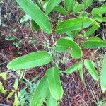 Smilax laurifolia Fuelha