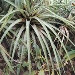 Tillandsia fasciculata Fulla