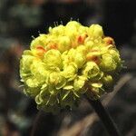 Eriogonum douglasii 花