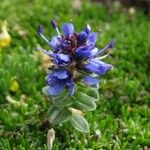 Veronica nummularia 花