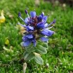 Veronica nummularia Flower