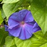 Ipomoea indicaFlors